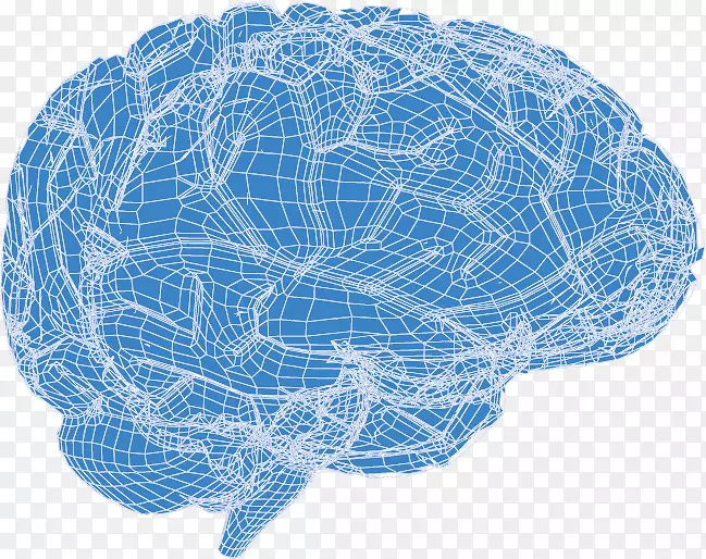 人脑欧式-三维脑