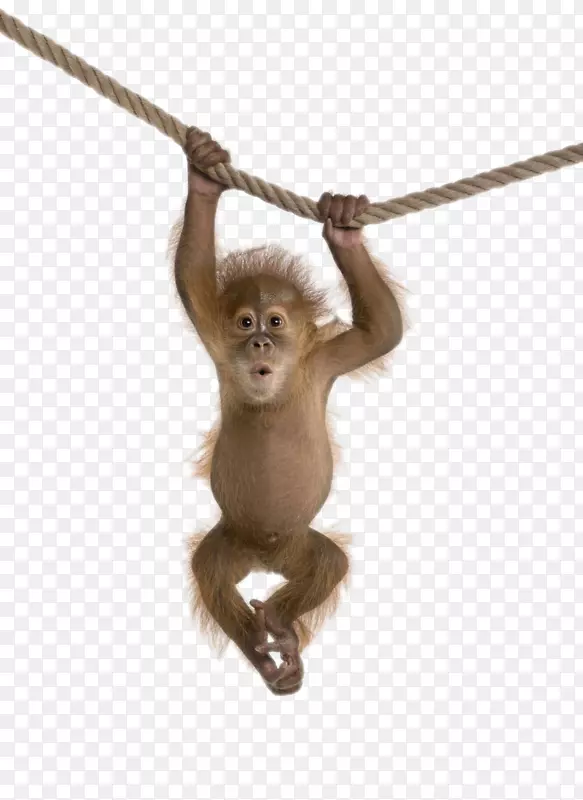 猴子剪贴画-一只挂在绳子上的猩猩