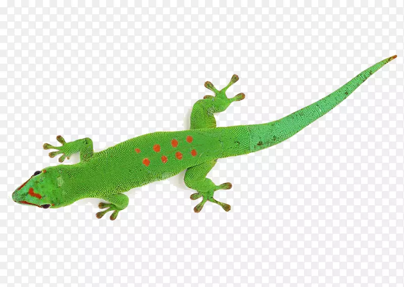蜥蜴变色龙动画马达加斯加日壁虎变色龙
