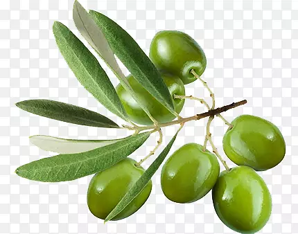 橄榄叶橄榄油原料摄影提取液.绿色橄榄