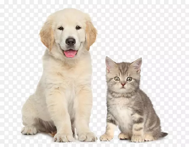 狗2013猫关系宠物坐-可爱的猫和狗