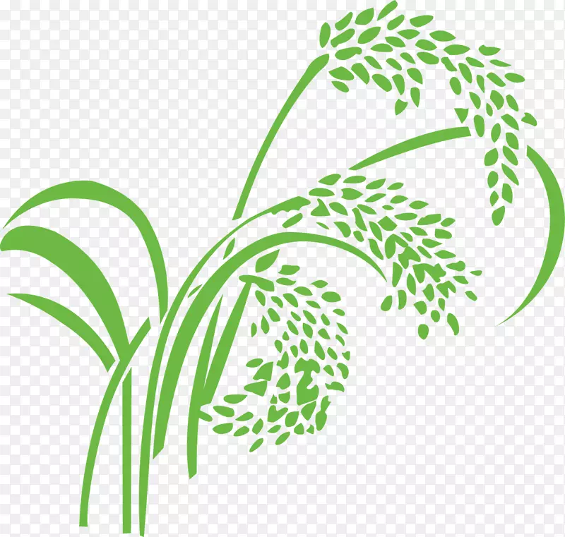 稻麦颖果-稻谷，水稻，河套
