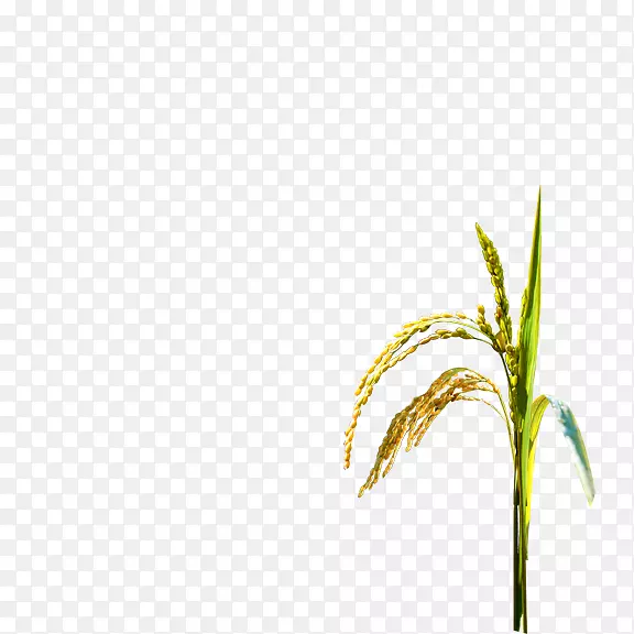水稻-水稻