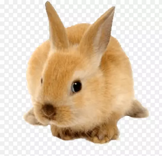 兔夹艺术-毛茸茸的兔子