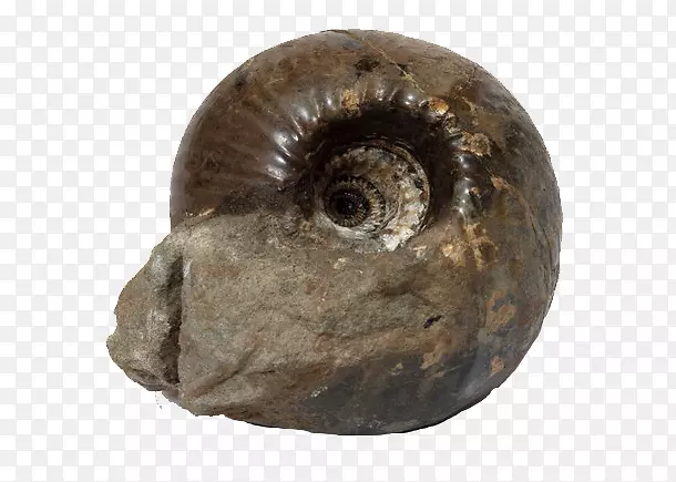 化石蜗牛金膜颜色暗金色蜗牛化石