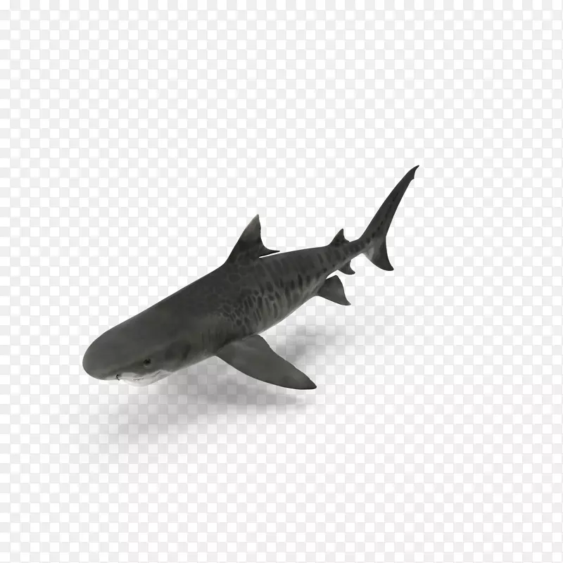 鲨鱼捕食者底栖区捕食-底栖鲨鱼
