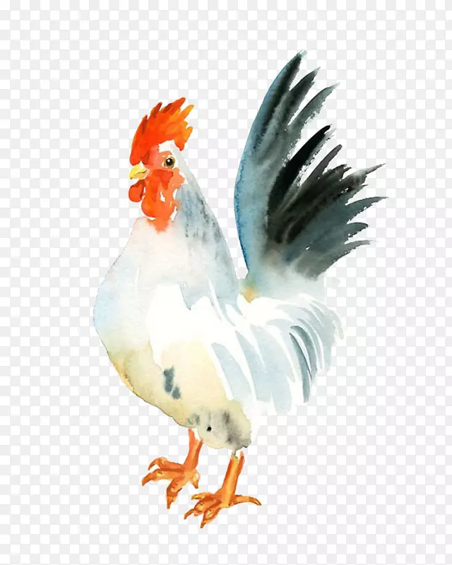 鸡水彩画公鸡纸-大白鸡
