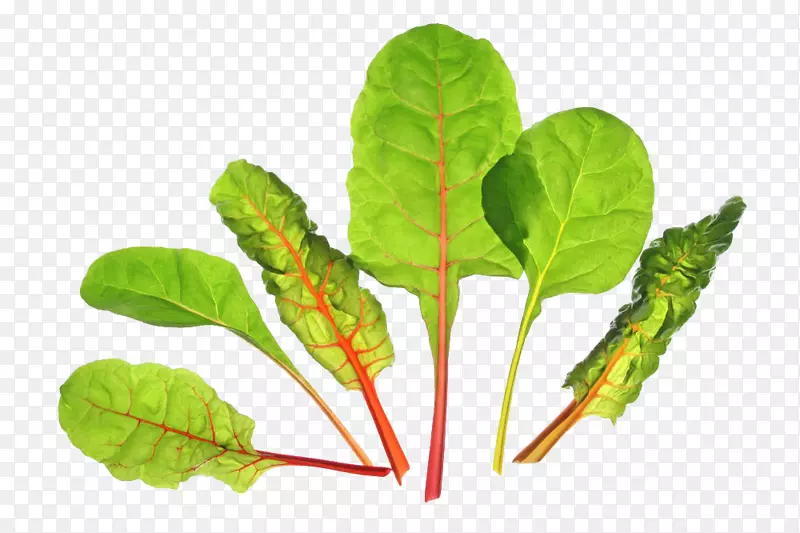 甜菜生物素蔬菜绿甜菜叶