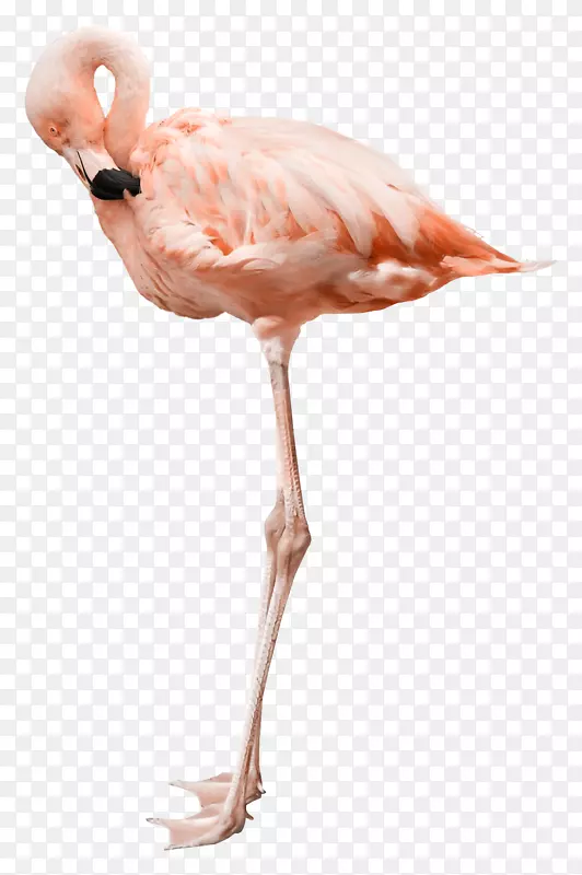 Flamingo纯种摄影-免费动物鸵鸟