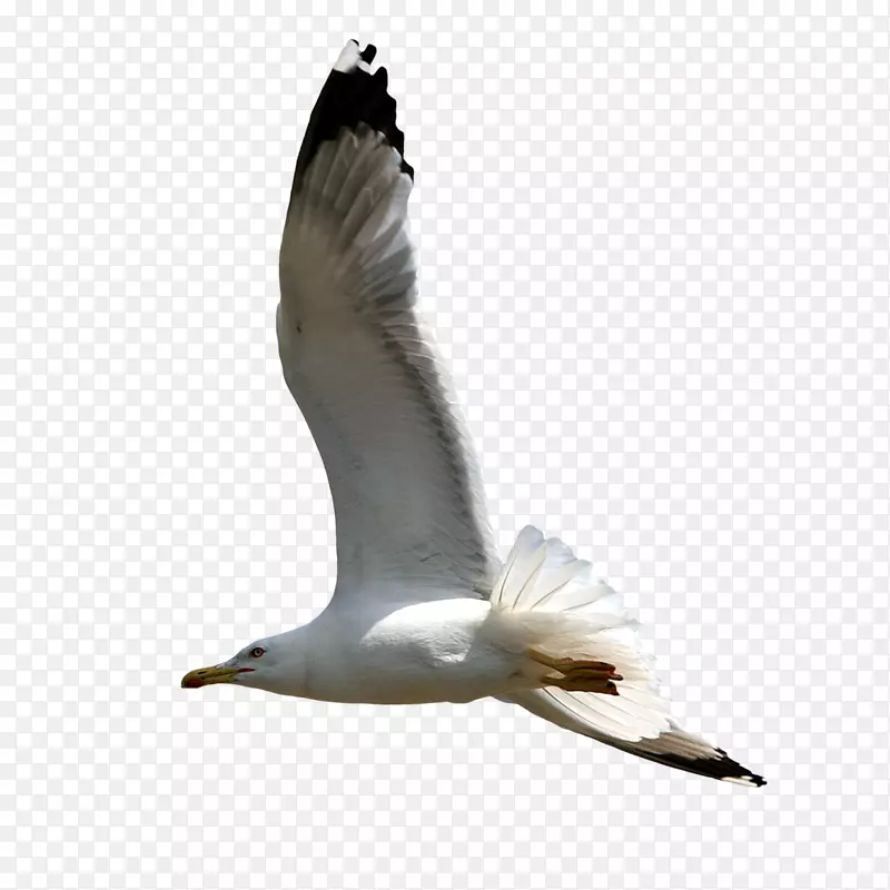 欧洲鲱鱼海鸥剪贴画-鸽子图片