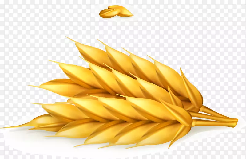 小麦食品.金色小麦载体