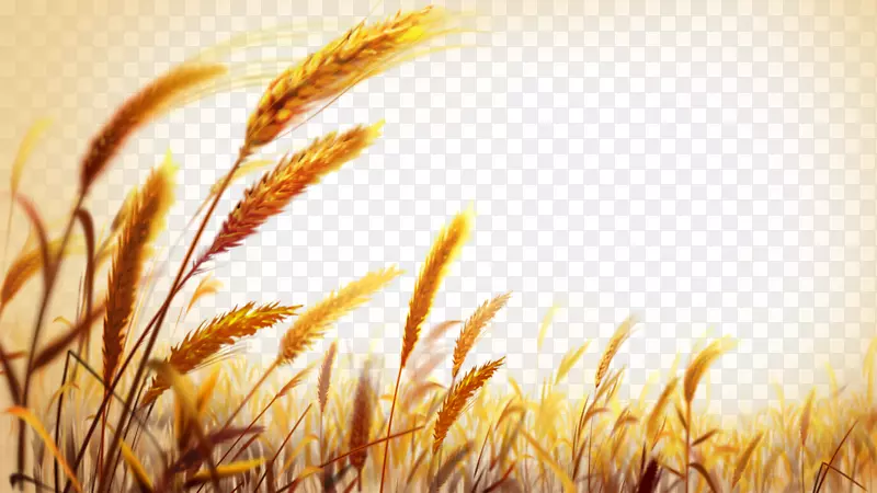 小麦墙纸-美丽的金色麦田