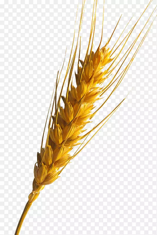 Emmer信息-小麦
