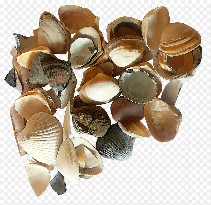 贝壳剪贴画-一堆贝壳