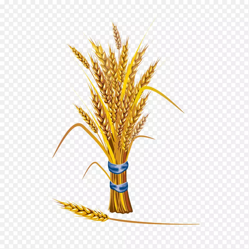 小麦砧木插图谷物插图.金色小麦