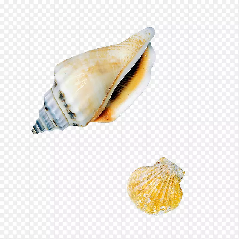 海螺生物贝壳