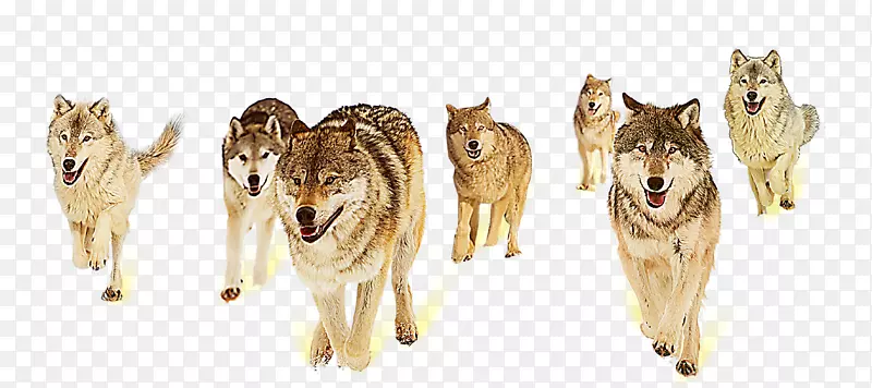 灰狼狐狸信息团队协作-狼