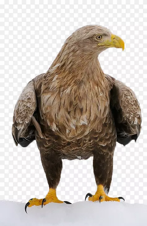 秃鹰的性格结构-鹰