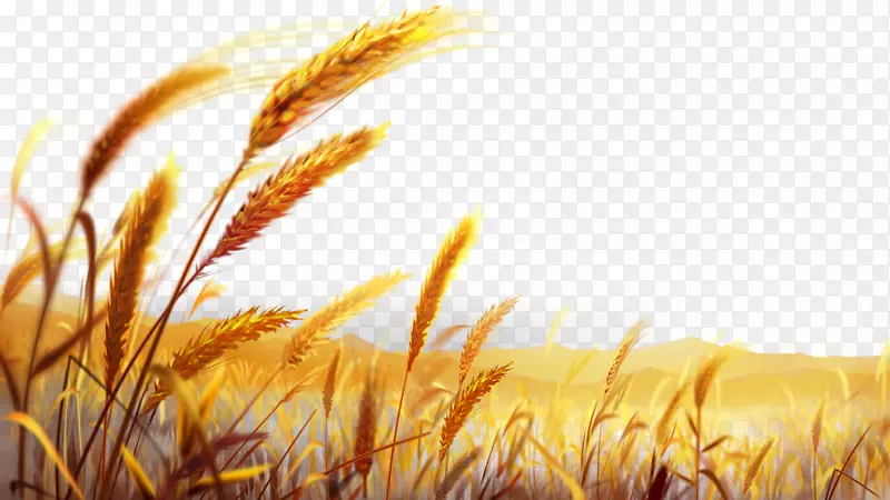 小麦面团墙纸-美丽的金色麦田