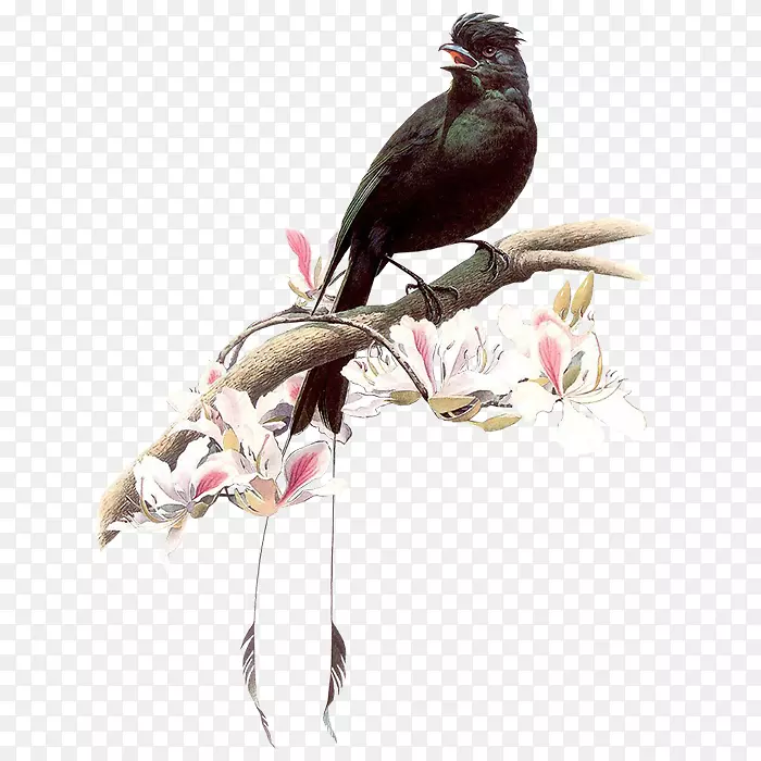 鸟类绘画艺术4k分辨率-乌鸦