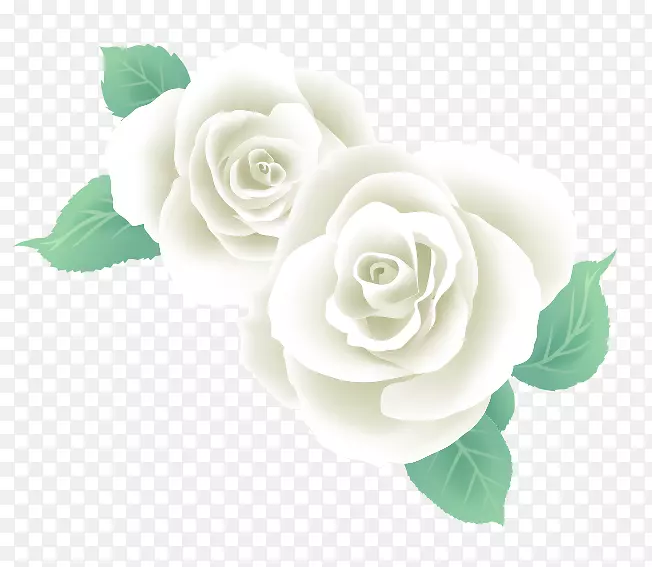 花园玫瑰-白玫瑰