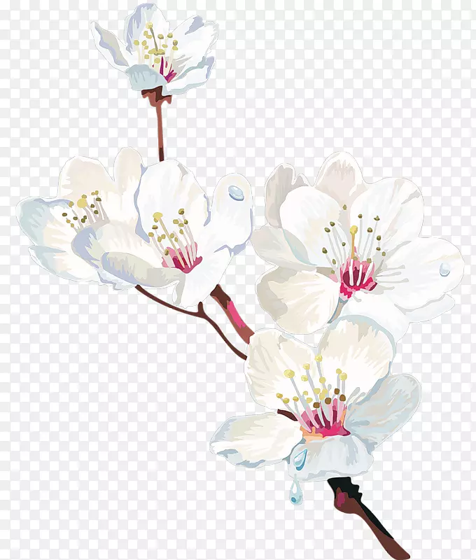 海角茉莉花植物-白梨