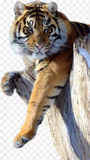 狮子美洲虎黑豹猫孟加拉虎虎