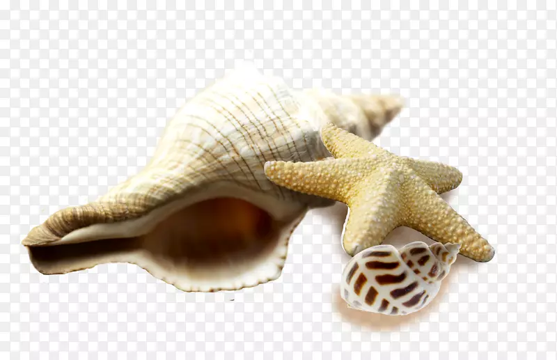 海产海螺