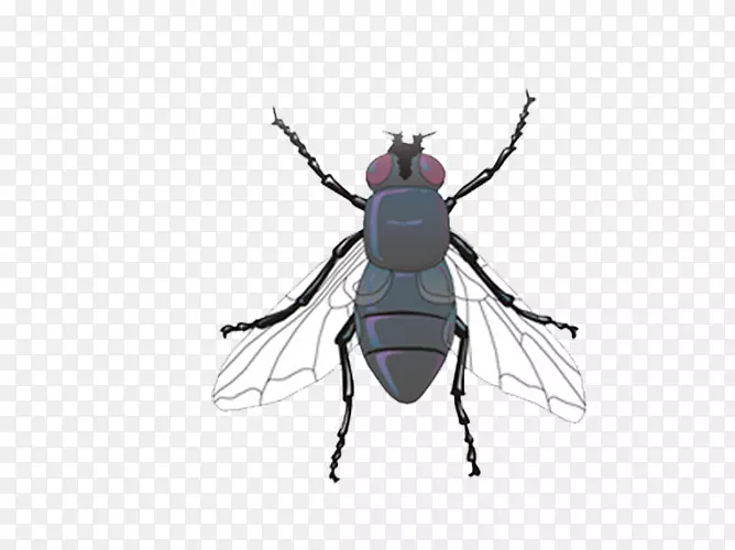 蚊虫常见果蝇蜘蛛蚊子图片