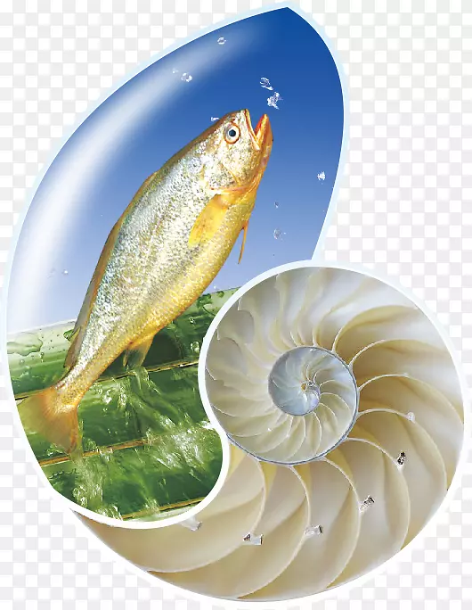 鱼作为食用鱼产品.海螺