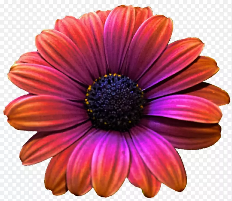 特兰士瓦雏菊紫色剪贴画-非洲菊PNG图片