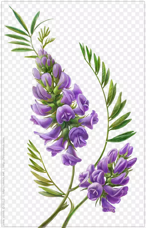 紫藤花植物学插图-山谷中手绘百合