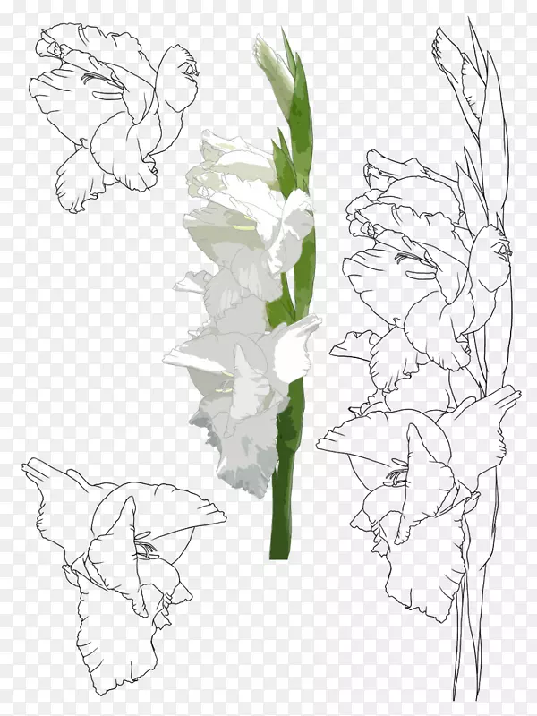 花卉设计花唐菖蒲xd7甘达夫绘画插图手绘唐菖蒲