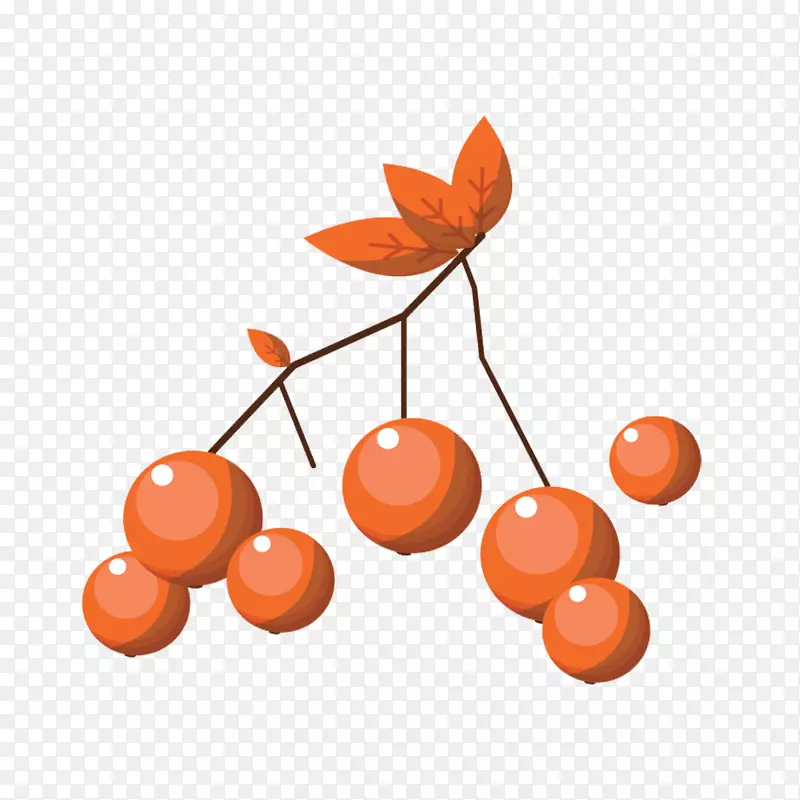 弗鲁蒂·迪博斯科·载体-橙色浆果载体材料