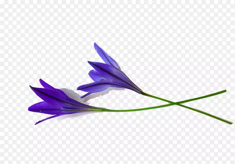 花芽象素图-蓝色唐菖蒲花瓣