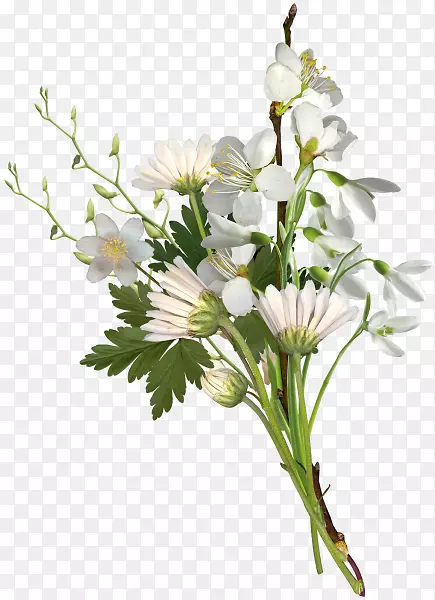 白菊花-花束