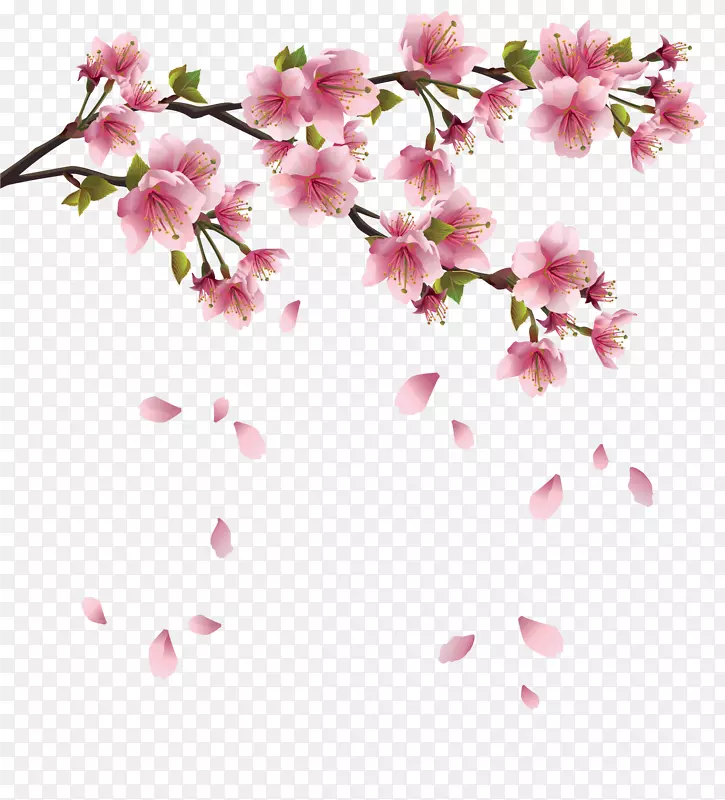 樱花枝条插花艺术-桃花花瓣落下