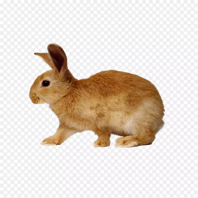 欧洲兔棉尾兔矮小兔棕色兔子