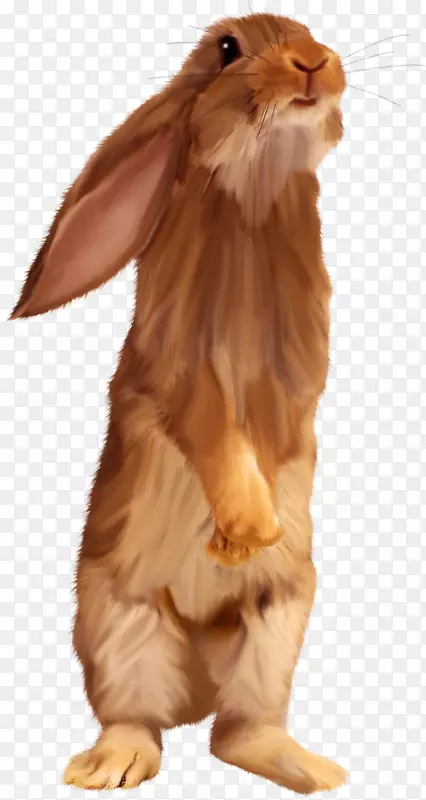 复活节兔子剪贴画-棕色兔子