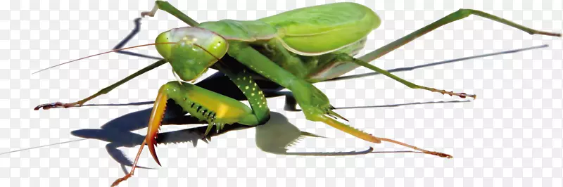 螳螂昆虫载体绿蟑螂载体