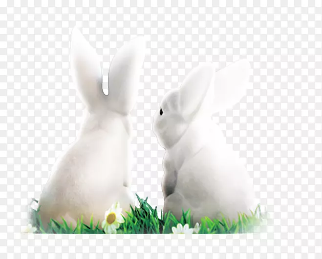 家养白兔复活节兔白兔雪白兔