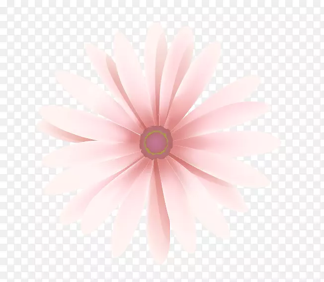 花瓣粉红特写图案-粉红色非洲菊