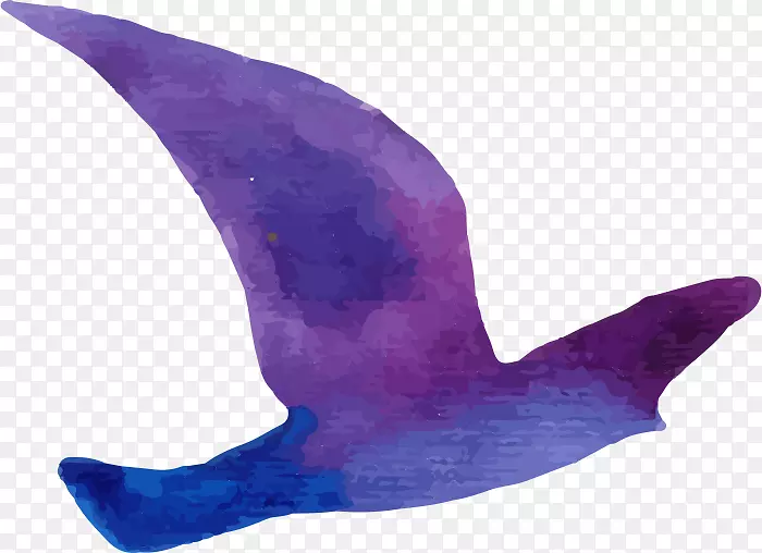 鸟紫鸽