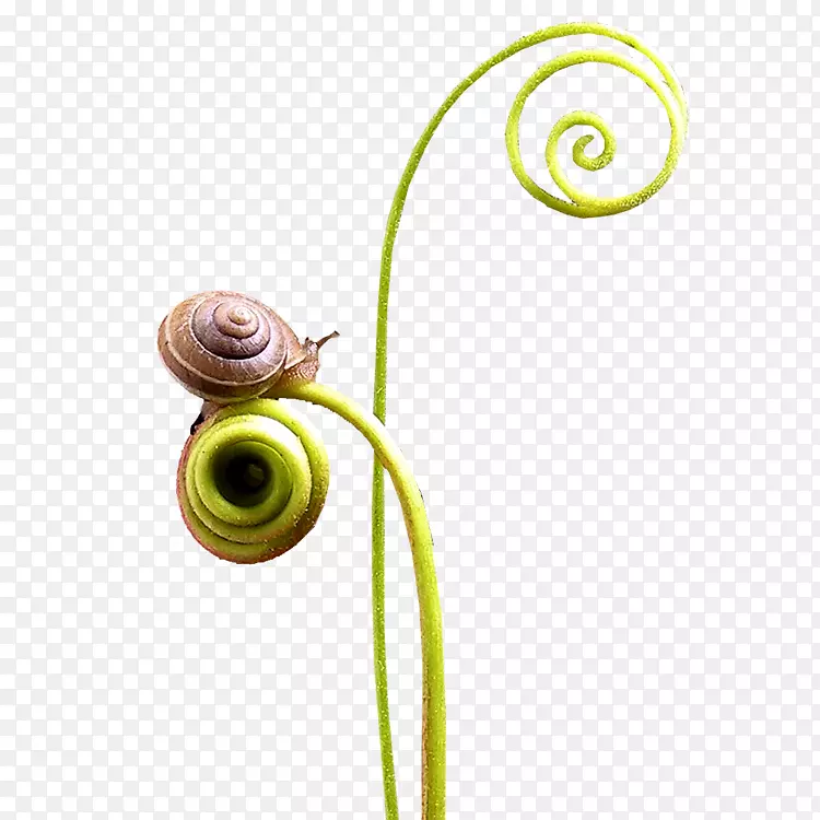 蜗牛螺旋贝壳-蜗牛