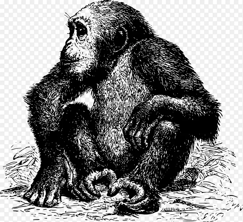 非洲猿黑猩猩象鼻猴-大猩猩载体