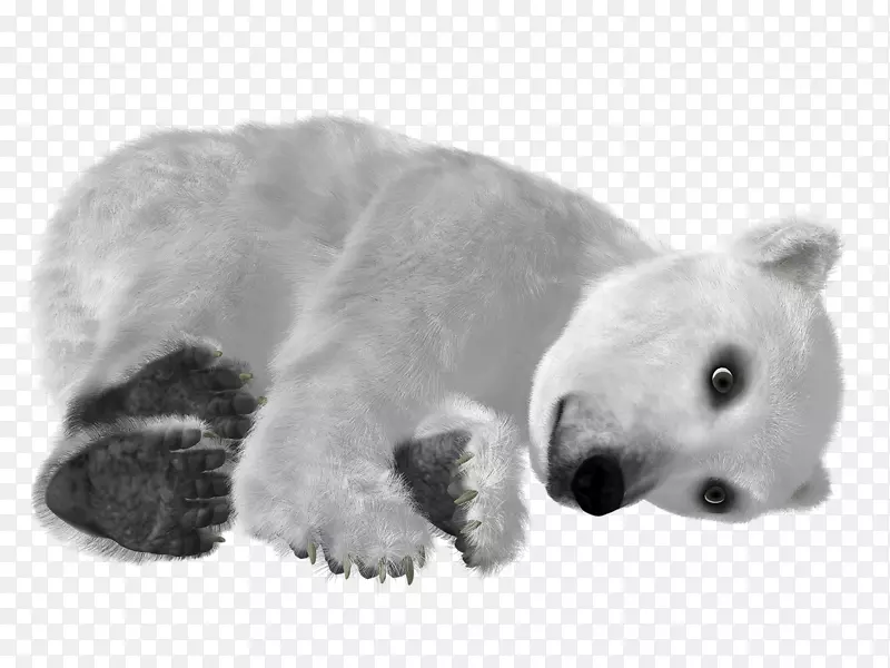 小北极熊亚洲黑熊剪贴画-白色北极熊