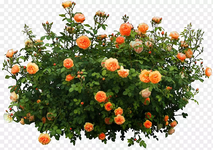 灌木花橙花园装饰
