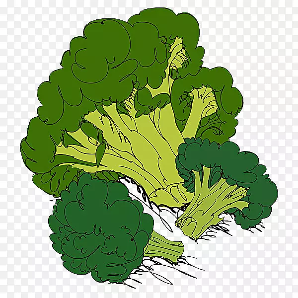 菜花花椰菜有机食品卷心菜插图.花椰菜