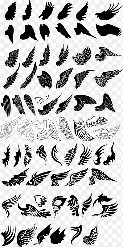 鸟类绘制-多种翅膀采集