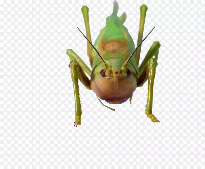 昆虫蝴蝶caelifera下载-黄绿色蝗虫